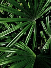 Tło roślinne, tropikalne liście, zbliżenie. © insomniafoto