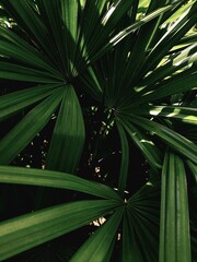 Plakat Tropikalne tło, zbliżenie na liście rośliny.
