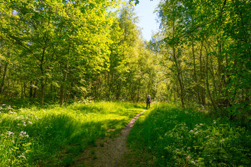 Footpath in sunlight and shadow in green woodland in springtime, Voeren, Limburg, Belgium, June,...