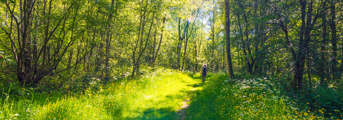 Footpath in sunlight and shadow in green woodland in springtime, Voeren, Limburg, Belgium, June, 2021