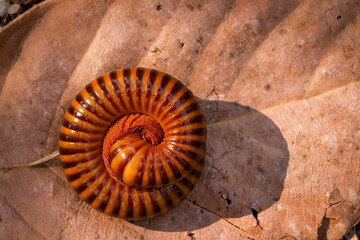 Millipede curled up on a pile of leaves.Millipede curl