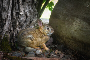 Baby Bunny in our Yard in Windsor in Broome County in Upstate NY. Rabbit trying to hide in the rock garden.