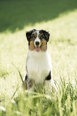 Portrait of adorable australian shepherd dog posing in the park on green grasses background