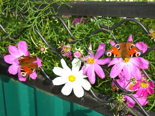 flowers and butterfly