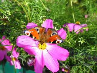 butterfly on flower