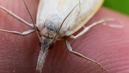 Cream-colored moths perched on fingers.