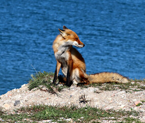 Red Fox Dad, taking a break from the Den and enjoying some quiet time in the cool breeze off of Lake Ontario, Canada.