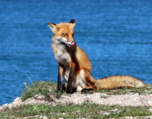 Red Fox Dad, taking a break from the Den and enjoying some quiet time in the cool breeze off of Lake Ontario, Canada.