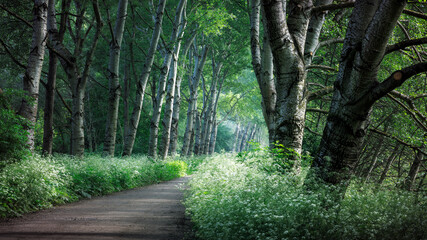 Fototapeta premium Mystical morning light on a path lined with cow parsley under trees in Broekpolder, Vlaardingen