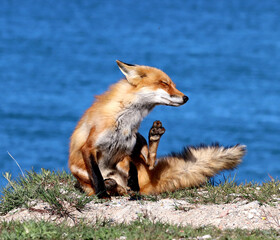 Red Fox Dad, taking a break from the Den and enjoying some quiet time in the cool breeze off of Lake Ontario, Canada.