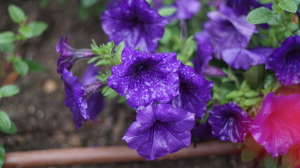 Campanillas de un fuerte color morado o violeta con hojas verdes en contraste.