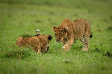 Lion cub crouches before another on grass