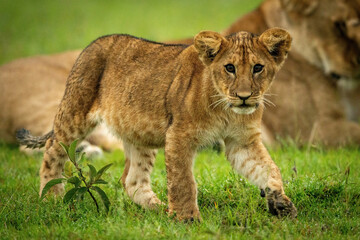 Lion cub crossing grass with family behind