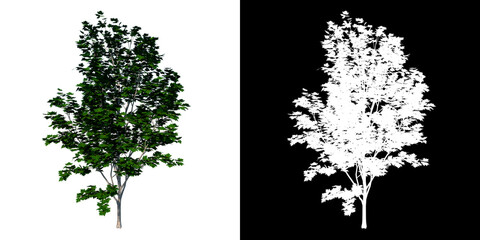 Front view of Plant (Silver Maple Acer saccharinum 1) Tree png with alpha channel to cutout made with 3D render