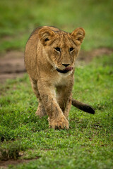 Obraz na płótnie Canvas Lion cub crossing short grass licking lips