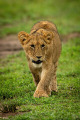 Lion cub crosses short grass looking right