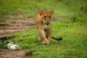 Lion cub crossing short grass past puddle
