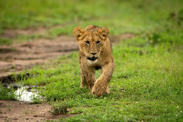 Lion cub crosses short grass lifting paw