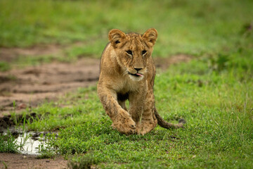 Lion cub crosses short grass past puddle