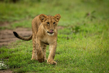 Lion cub crosses short grass licking lips