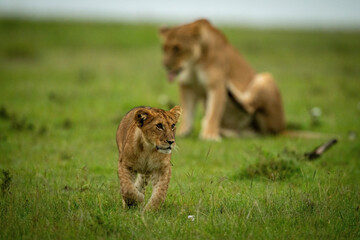 Lion cub crosses grass with lioness behind