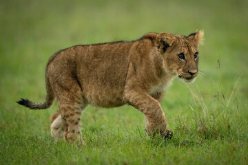 Fototapeta na wymiar Lion crosses grass lifting paw and staring