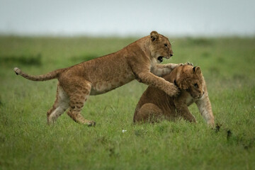 Lion cub attacks another on grass