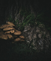 mushrooms