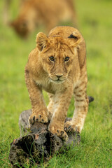 Lion cub balances on log watching camera