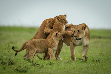 Cubs play fight with lioness crossing grassland