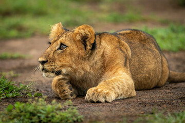 Lion cub lies resting head on paw