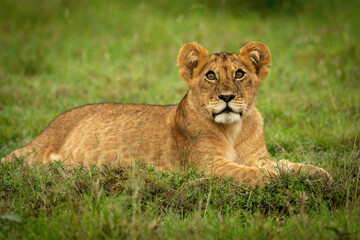 Obraz na płótnie Canvas Lion cub lies on grass looking up