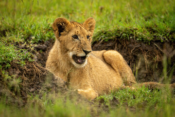 Lion cub lies opening mouth in ditch