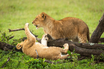 Lion cub lies on back slapping another