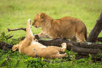 Lion cub lies on back pawing another