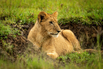 Lion cub lies in ditch turning head