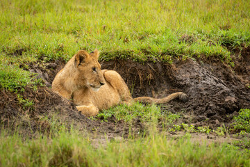 Lion cub lies in ditch facing right
