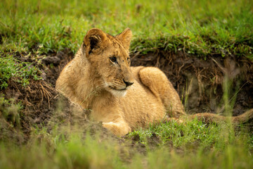 Fototapeta na wymiar Lion cub lies in ditch looking right