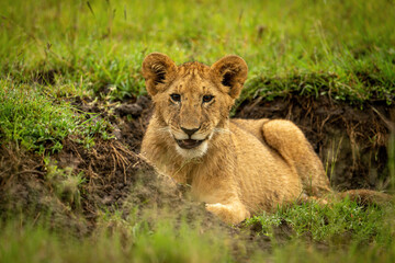 Fototapeta na wymiar Lion cub lies in ditch opening mouth