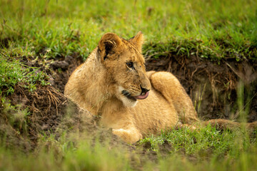 Lion cub lies in ditch licking nose
