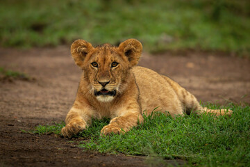 Lion cub lies eyeing camera on grass