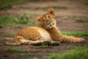 Lion cub lies in dirt looking round