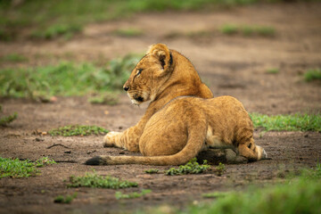 Lion cub lies in dirt looking left