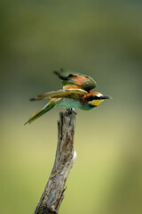 European bee-eater flies away from tree stump