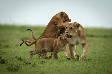 Cubs play fight with lioness on grassland