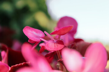 Pink begonia flowers