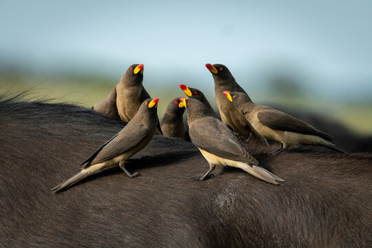 Group of yellow-billed oxpeckers perch on buffalo