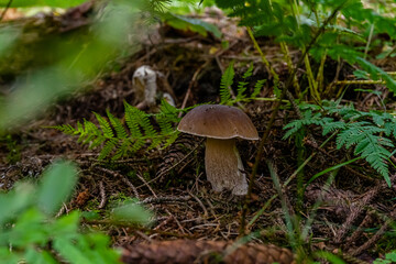 Mushroom in a Forest Bavaria Germany