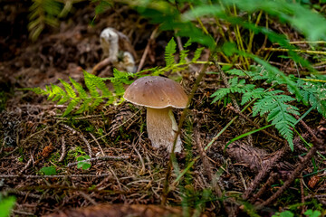 Mushroom in a Forest Bavaria Germany