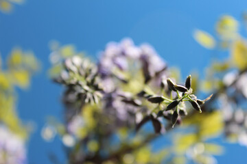 Beautiful white and purple wisteria flowers.